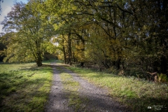 NZ7_5327