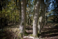 NZ7_5328