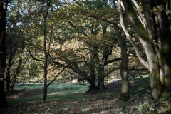 NZ7_5330