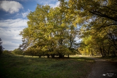 NZ7_5333