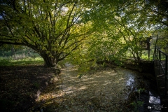 NZ7_5361