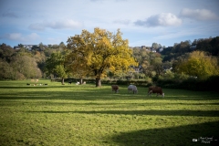 NZ7_5422