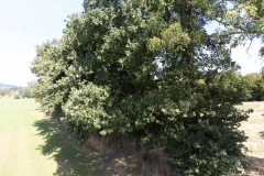 DJI_0044