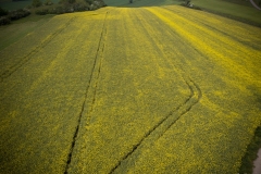 DJI_0319