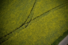 DJI_0321
