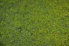 DJI_0327