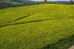 DJI_0339