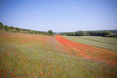 DJI_0463