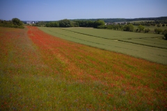 DJI_0466