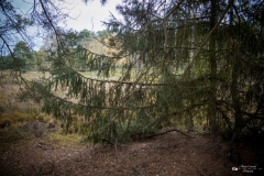 NZ7_5453