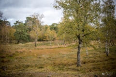 NZ7_5463