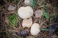 NZ7_5474