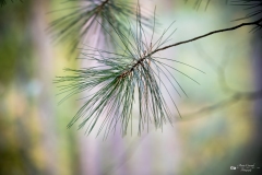 NZ7_5490