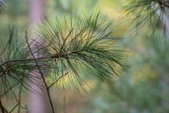 NZ7_5492