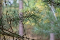 NZ7_5494