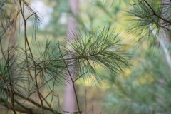 NZ7_5495