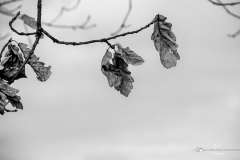 IMG_2256