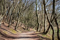 LR-IMG_8388