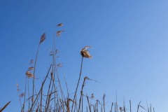 LR-IMG_8397
