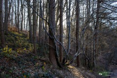 LR-IMG_8449