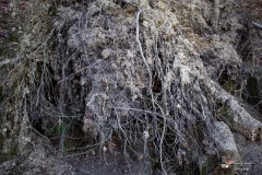LR-IMG_8450