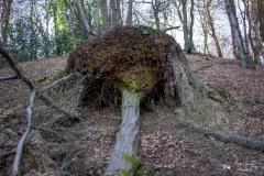 LR-IMG_8451