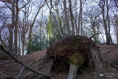 LR-IMG_8454